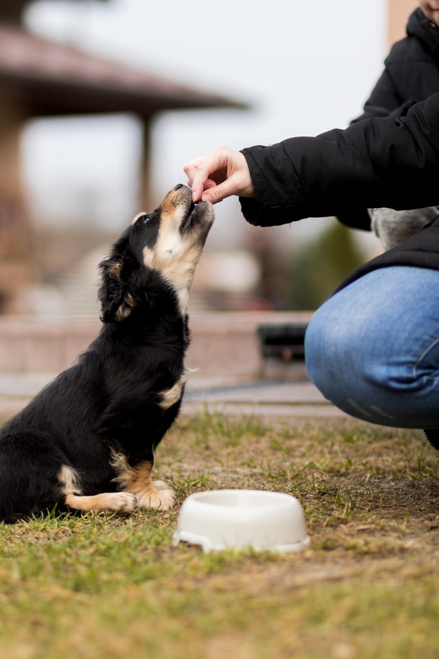 Sådan holder du hygiejnen i orden i køkkenet med en hund Sådan holder du hygiejnen i orden i køkkenet med en hund